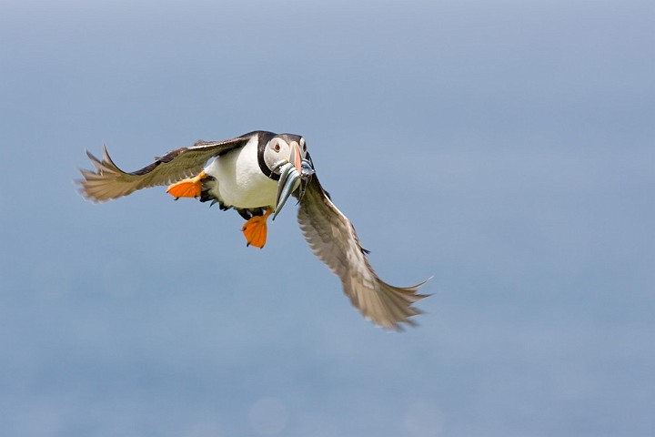 Papageitaucher Fratercula arctica Atlantic Puffin